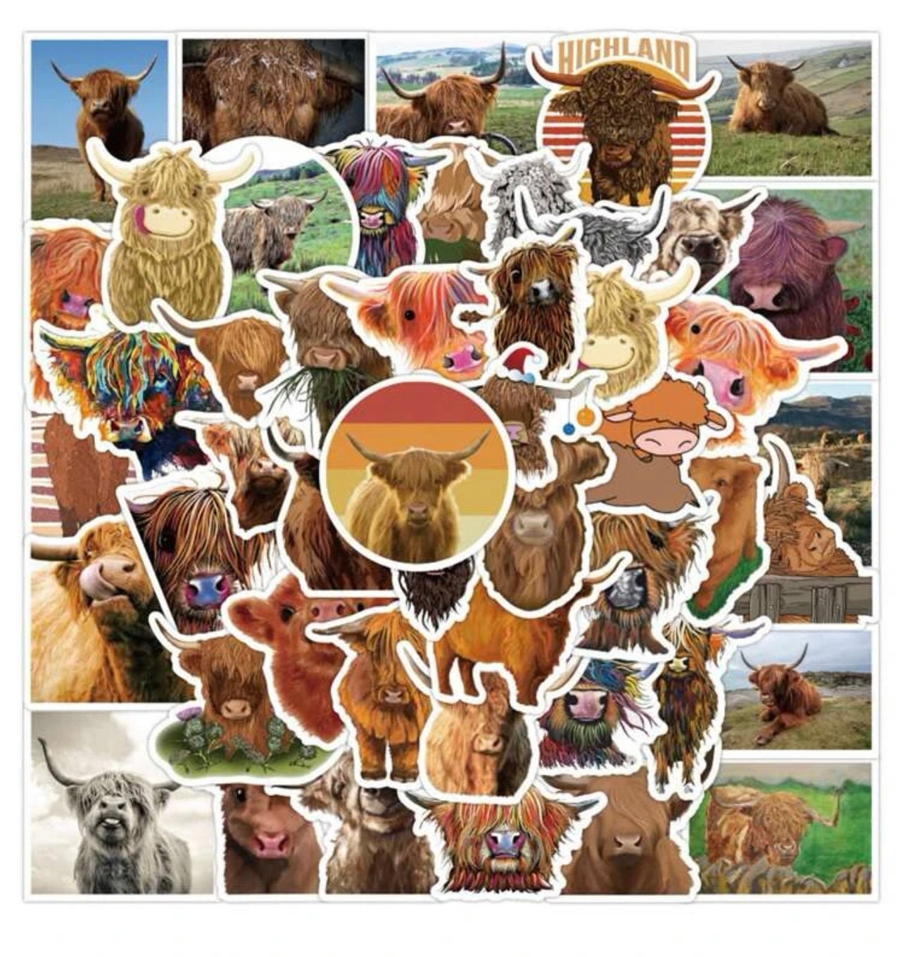 Highland cow stickers